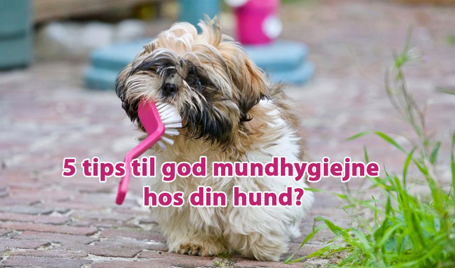 5 tips til god mundhygiejne hos din hund