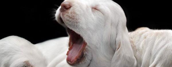 Vidste du at – Hunde fødes uden tænder?