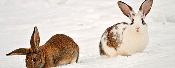 Hvornår er det for koldt for kaniner og marsvin ? 