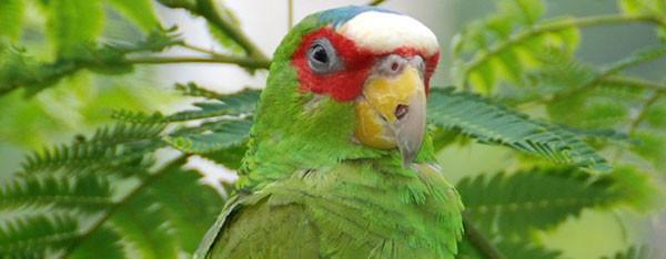 Hvidpandet amazone papegøje  – også kaldet Brille amazone