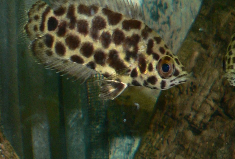 Leopard Busk Fisk